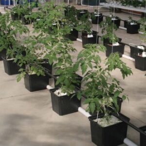 Bato Dutch Pot 11 litre