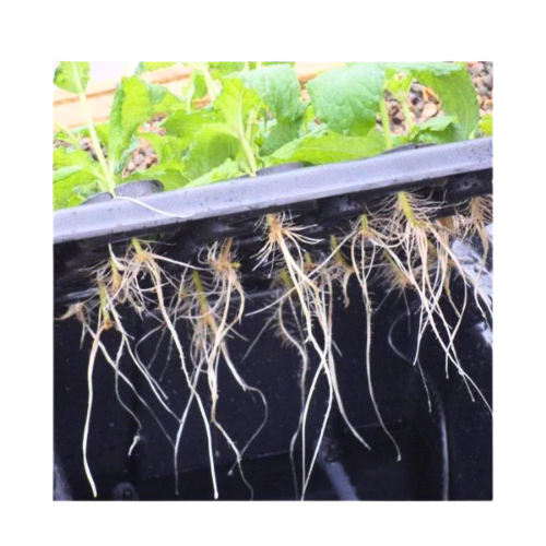 X-Stream Propagatör 120